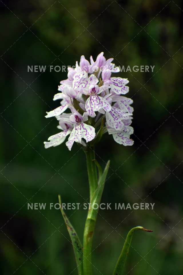 Heath Spotted Orchid 08