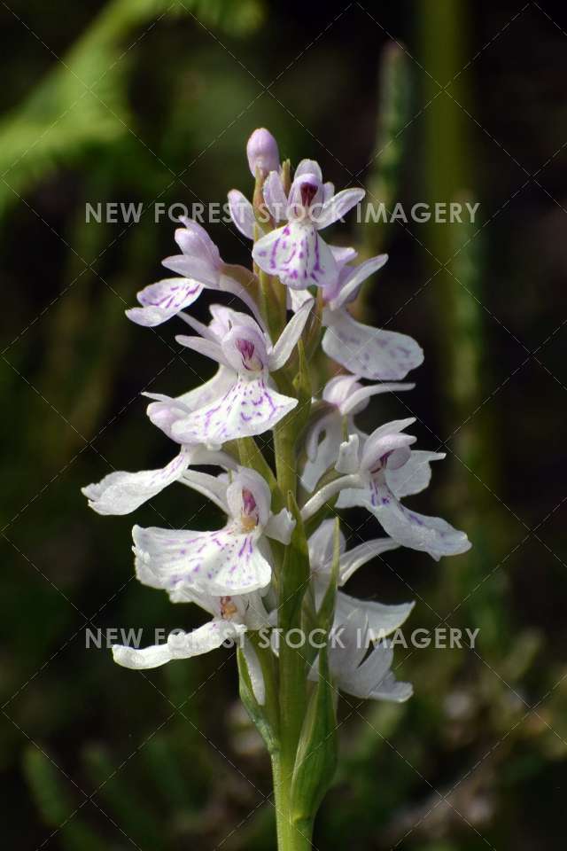 Heath Spotted Orchid 09