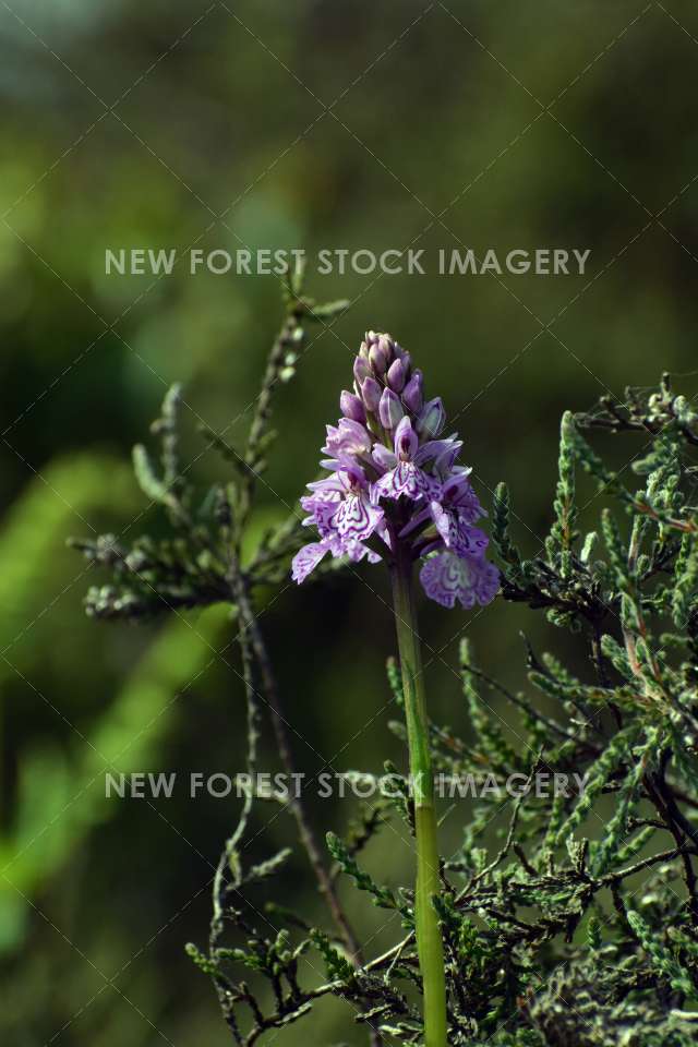 Heath Spotted Orchid 10