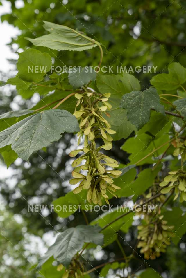 Sycamore Seed 01