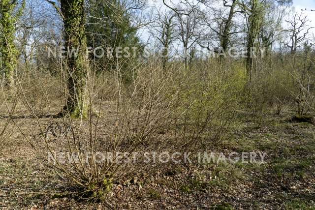 Hazel Coppice 02