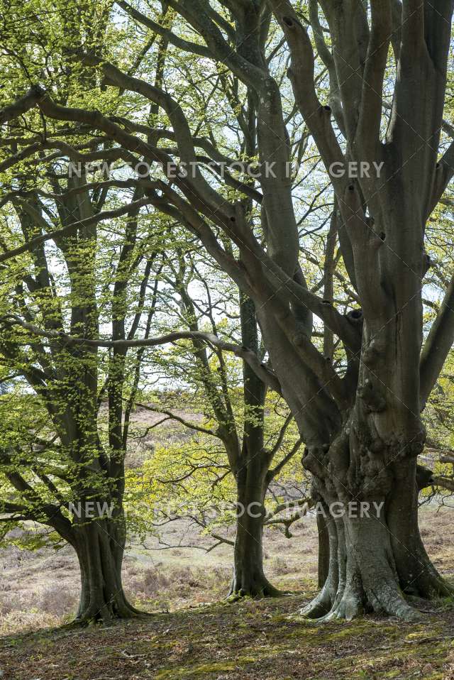 Soarley Beeches 10