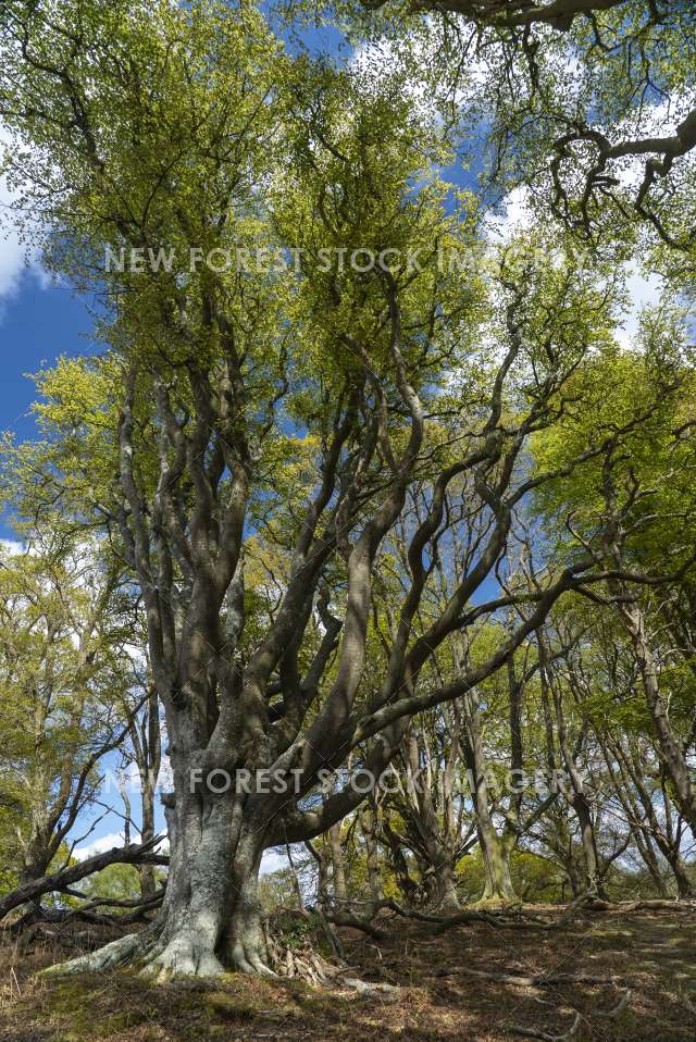 Soarley Beeches 09