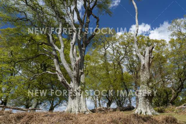 Soarley Beeches 08