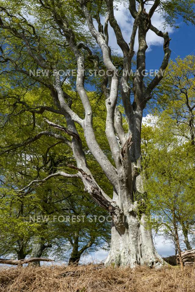 Soarley Beeches 07