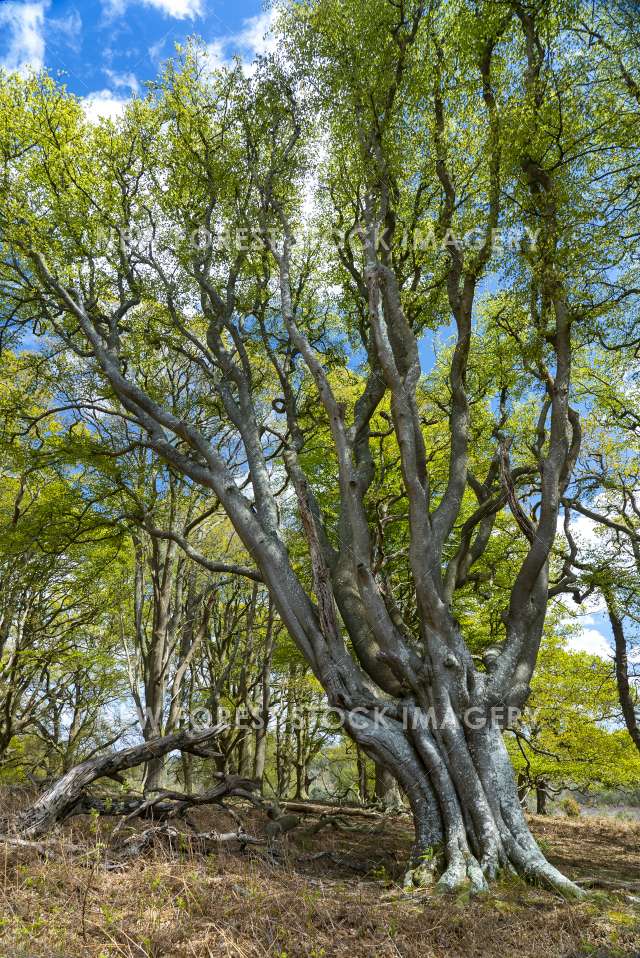 Soarley Beeches 06