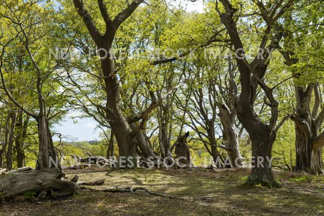 Soarley Beeches 05