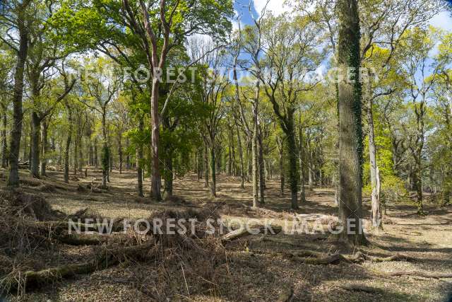 Backley Inclosure 03