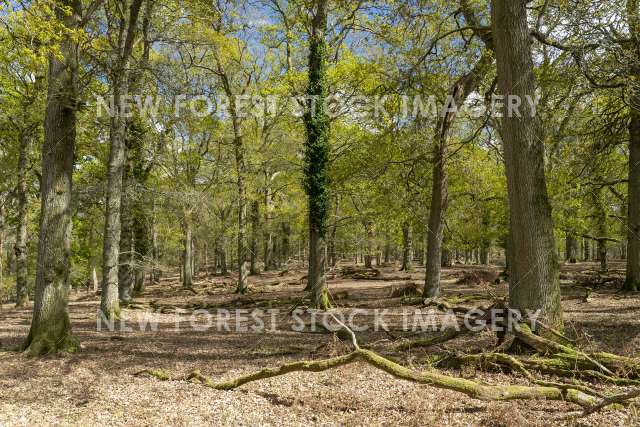 Backley Inclosure 01