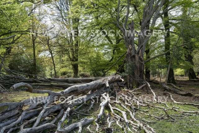 Beech Decay 03