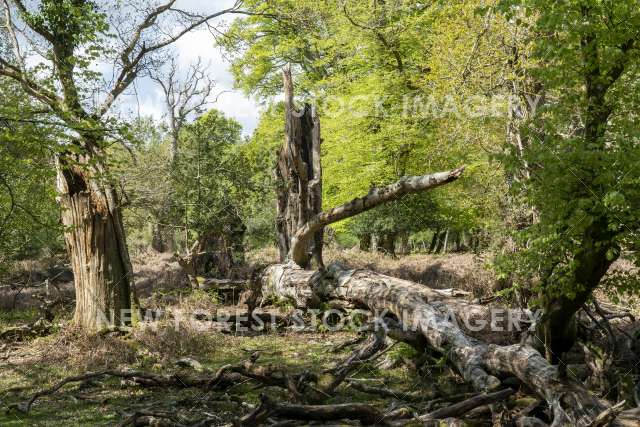 Beech Decay 02