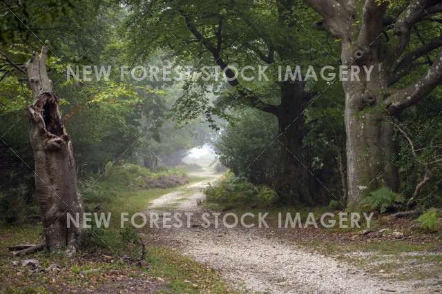 Stonard Wood 01