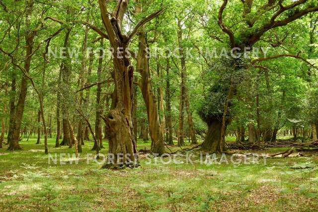South Warwickslade 01