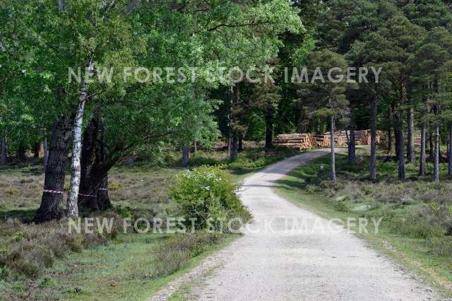 Forestry 03