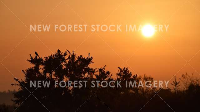 Markway Sunrise 03