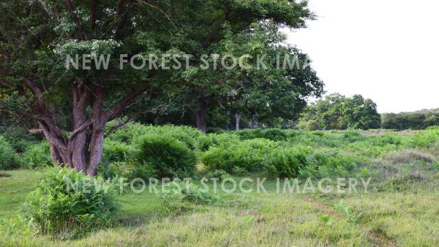 South Warwickslade 03