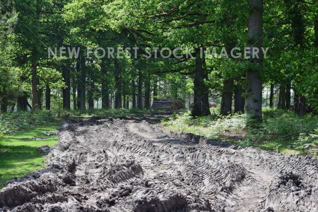 Forestry 04