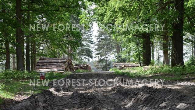 Forestry 05