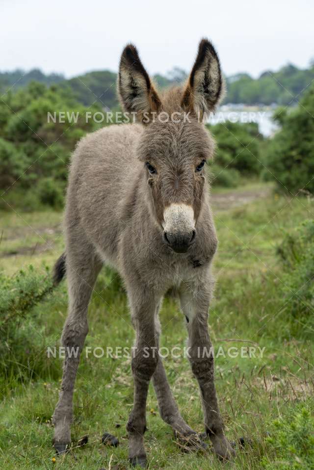 Donkey 14