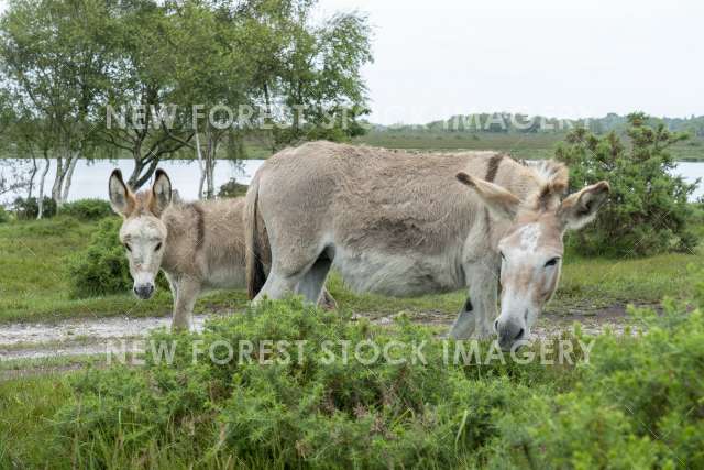 Donkey 13