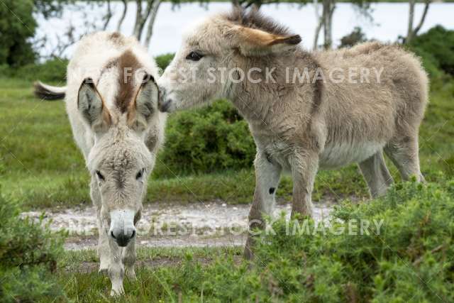 Donkey 12