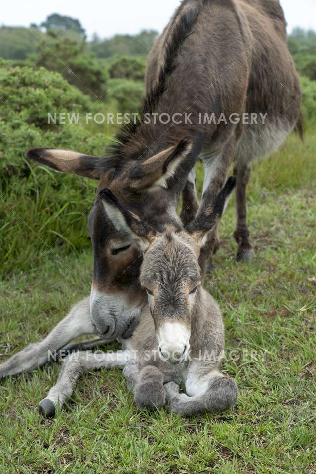 Donkey 11