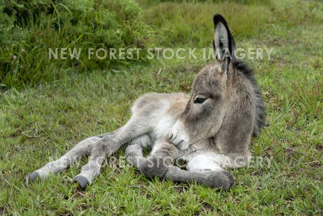 Donkey 10