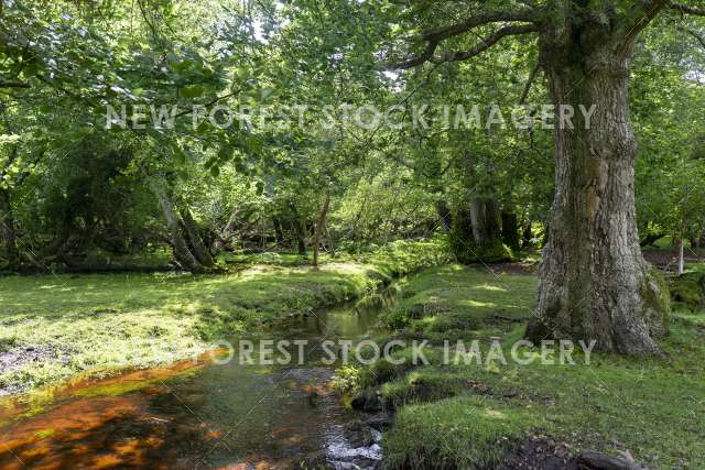 Mallards Wood 04