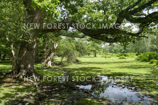 Mallards Wood 03