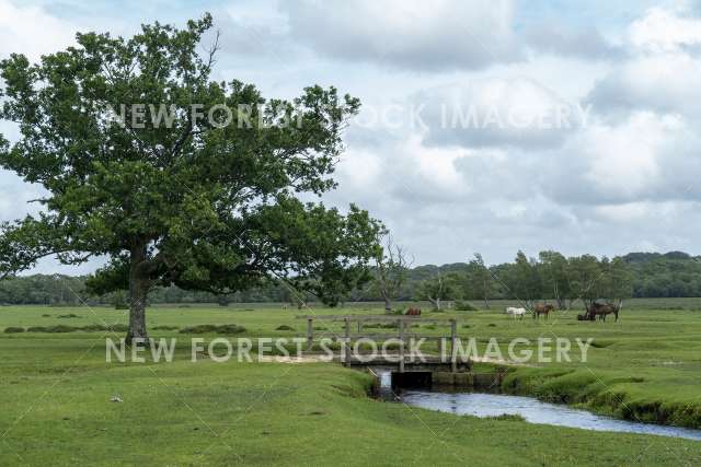 Longwater Bridge 02