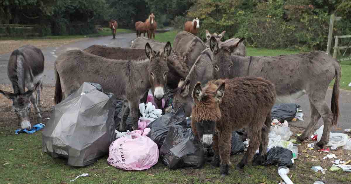 The-New-Forest-Donkeys-at-Rubbish