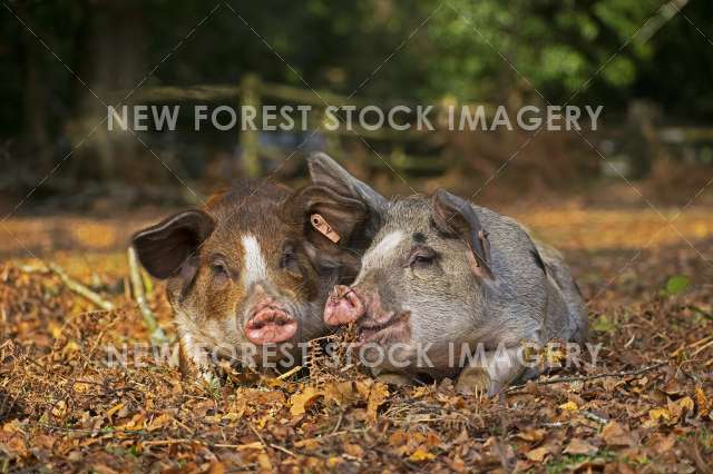 Pannage Pig 13