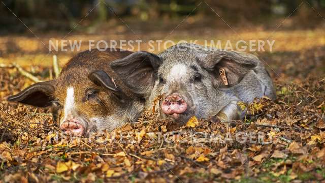 Pannage Pig 12