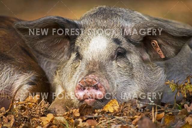 Pannage Pig 14