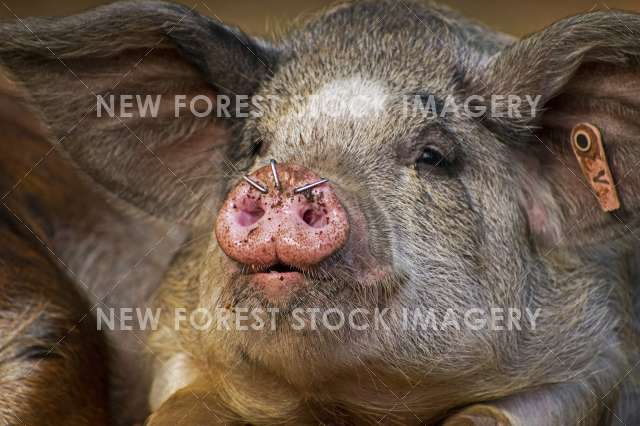 Pannage Pig 15
