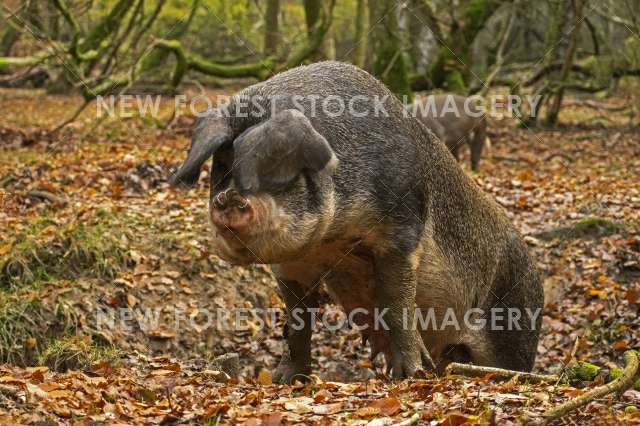 Pannage Pig 17