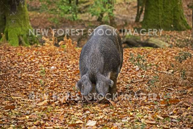 Pannage Pig 18