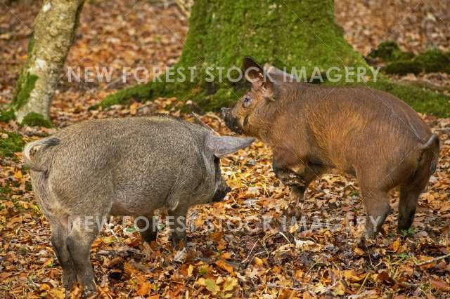 Pannage Pig 21