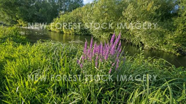 River Avon 02