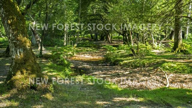 Highland Water Stream 01 - New Forest Stock Imagery