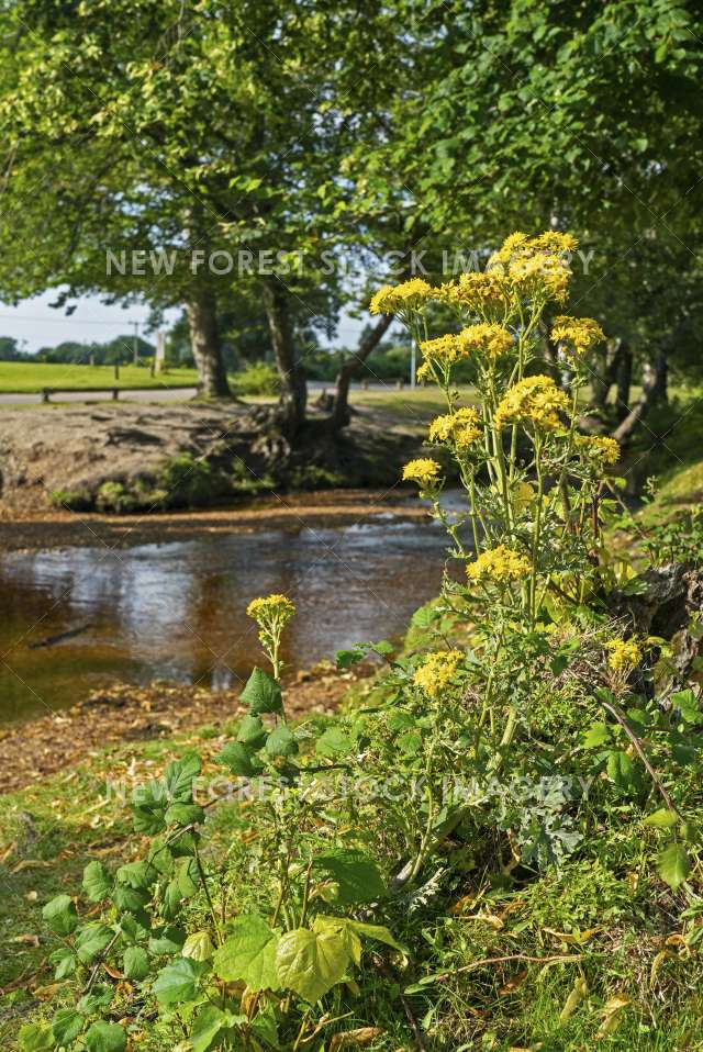 Ragwort 01