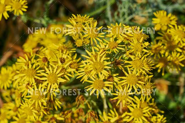 Ragwort 04