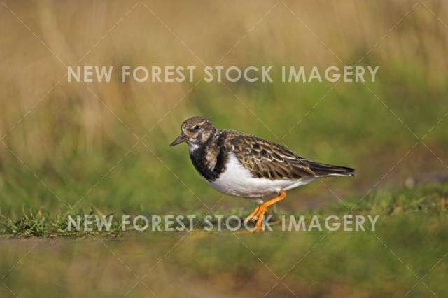 Turnstone 01