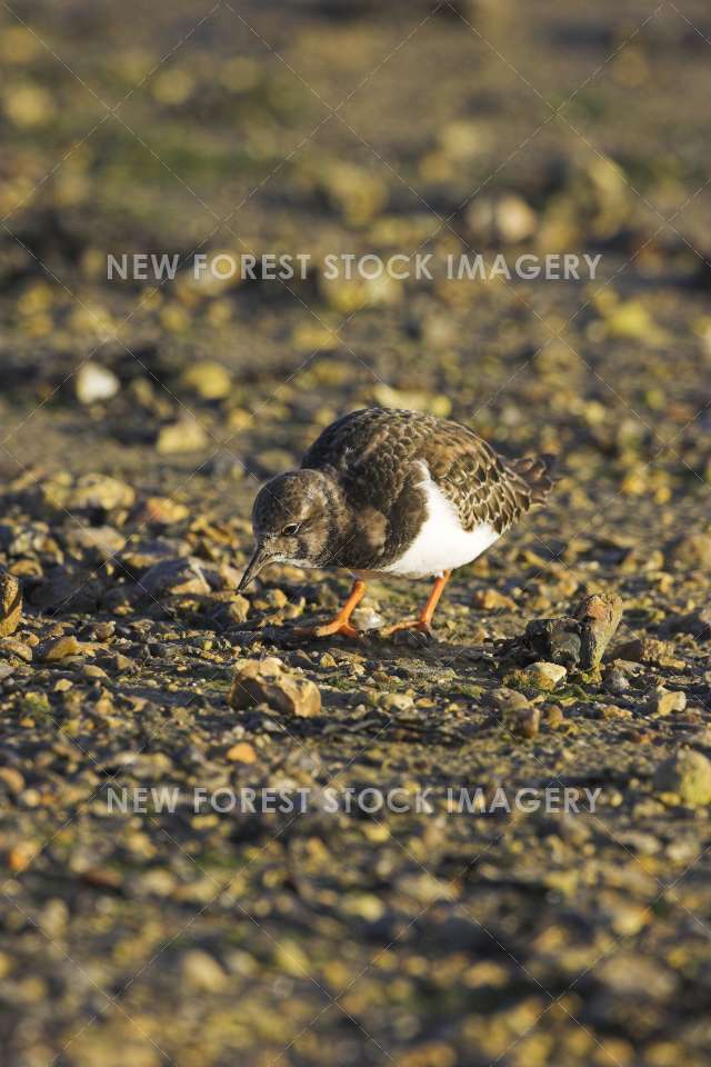 Turnstone 07