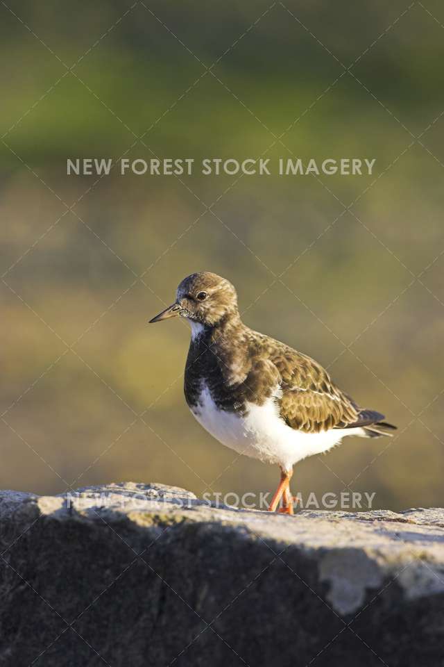 Turnstone 09