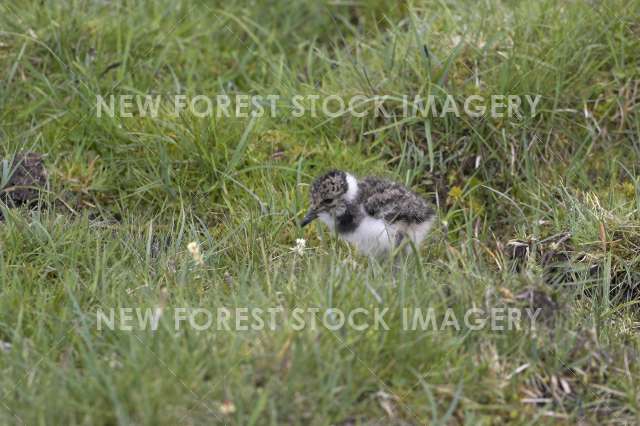 Lapwing 07