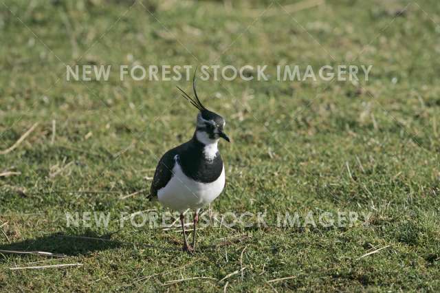 Lapwing 09