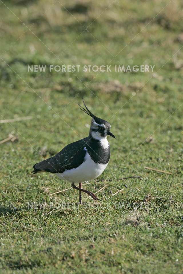 Lapwing 10