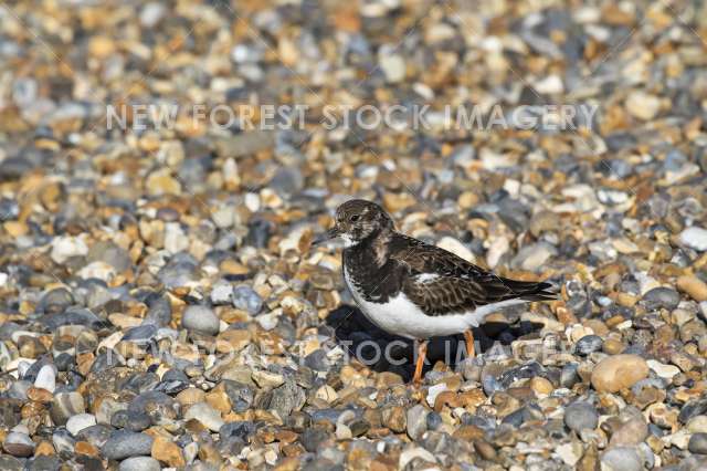 Turnstone 18