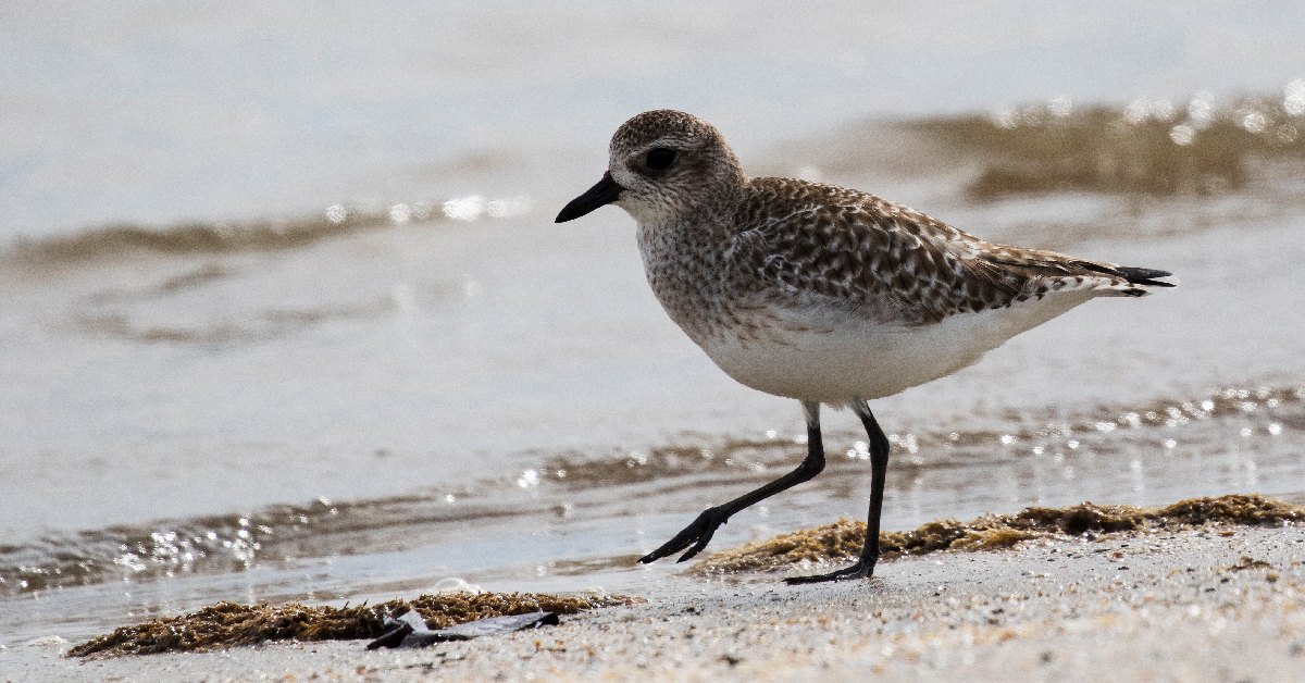 New-Forest-Coast-Grey-Plover